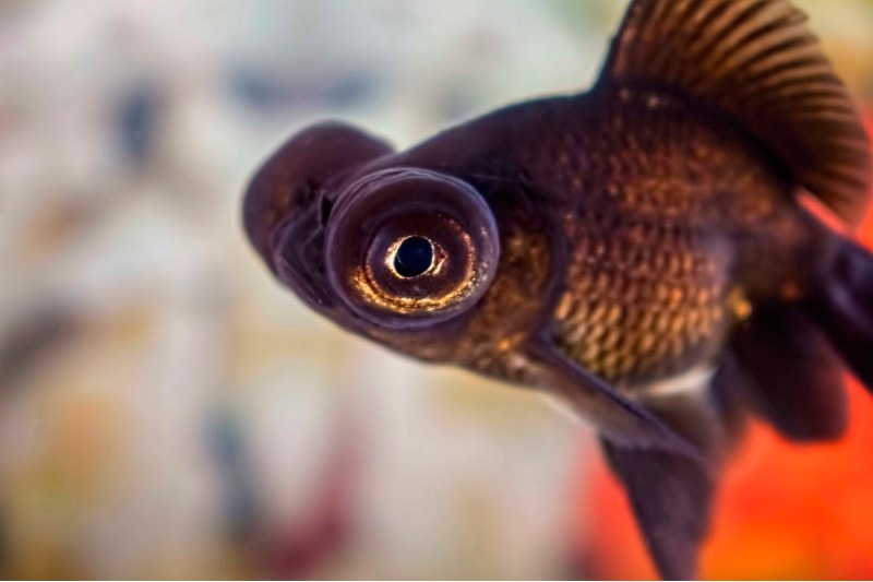 Side view of a Black Moor Goldfish