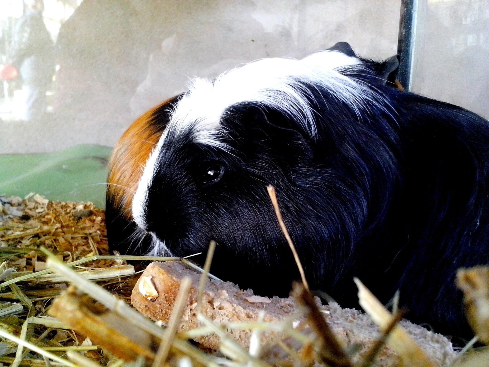 Guinea pig pet