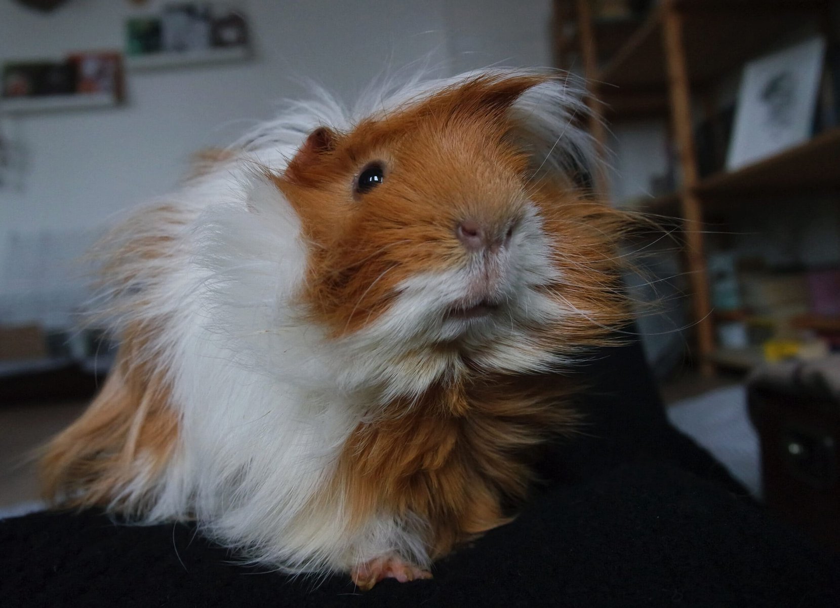 Silkie Guinea Pig Brown and White