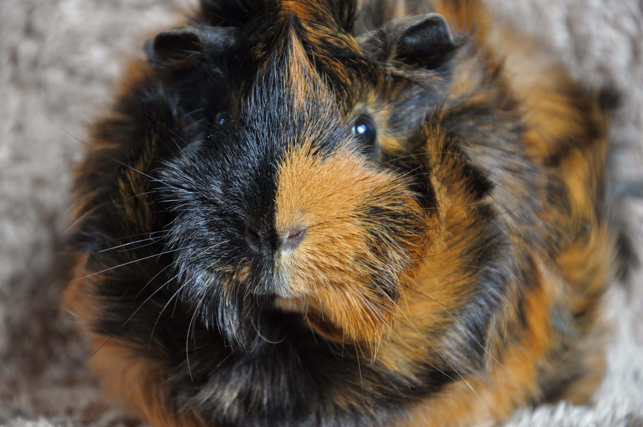 Silkie Guinea Pig tortoiseshell