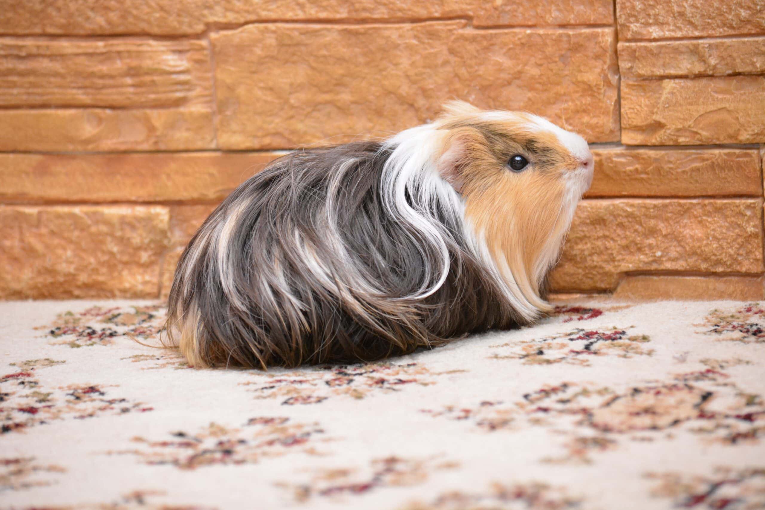Silkie Guinea Pig