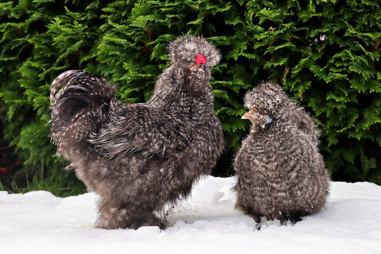 Silkie chicken