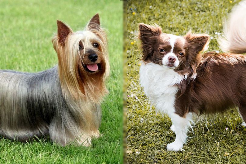 Silky Terrier and Chihuahua
