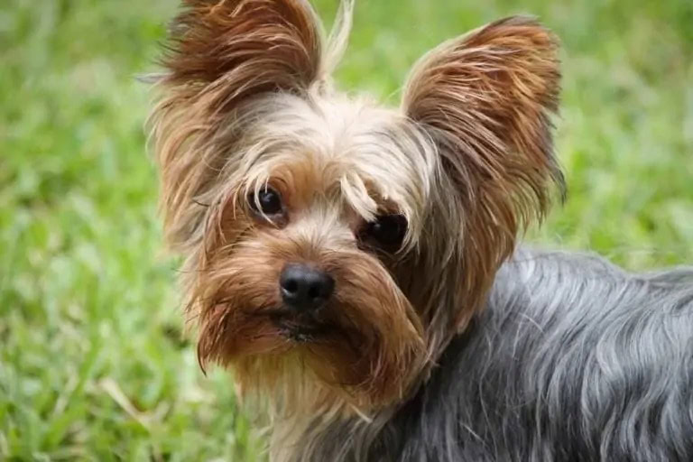 Silky terrier_Shutterstock_Mouskie