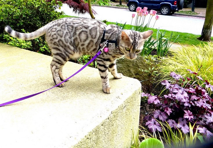 Silver Bengal Cat
