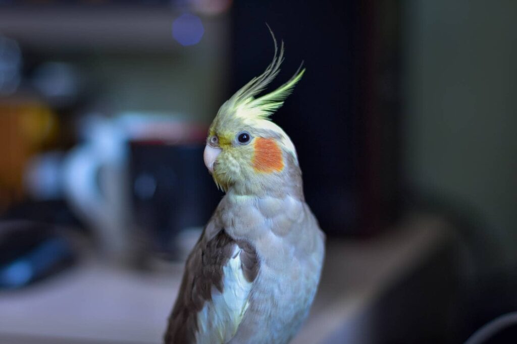 Silver Cockatiel