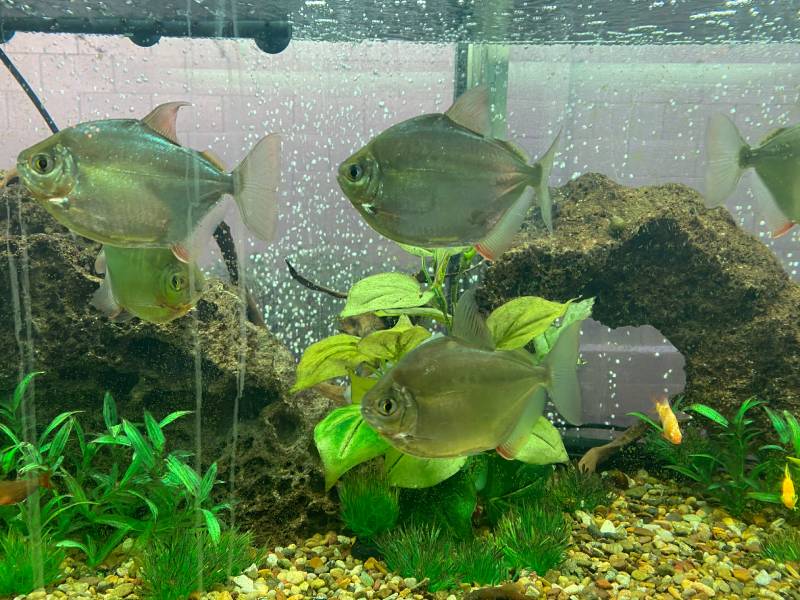 Silver Dollar fish in Aquarium