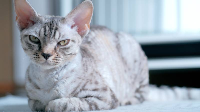 Silver McCarrel Tabby Devon Rex Cat