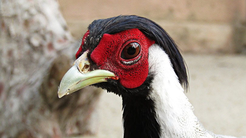 Silver Pheasants Close up