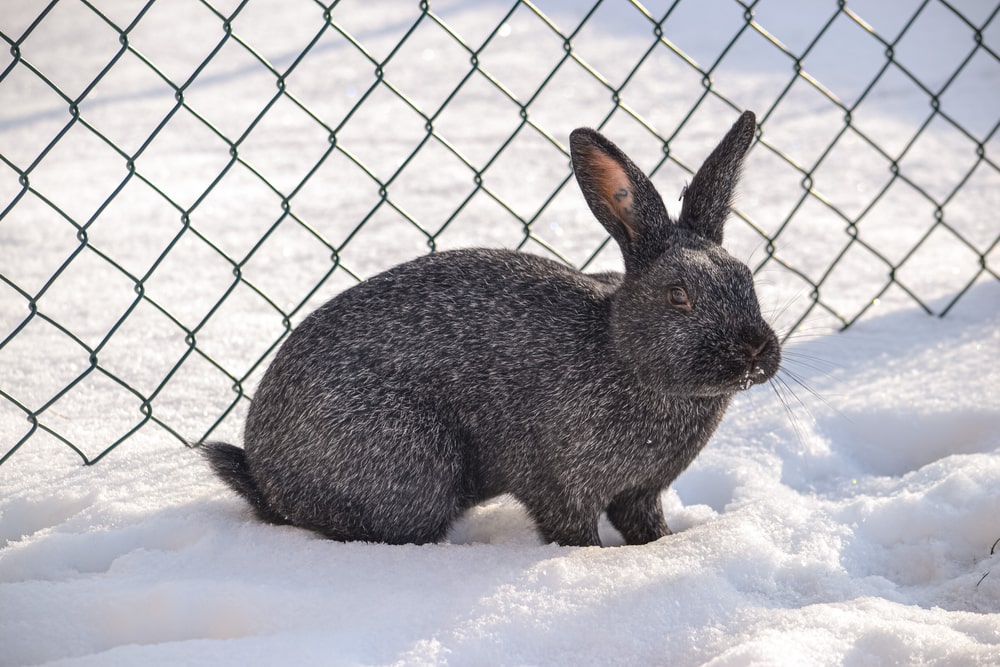 Silver rabbit breed standing in the snow outside