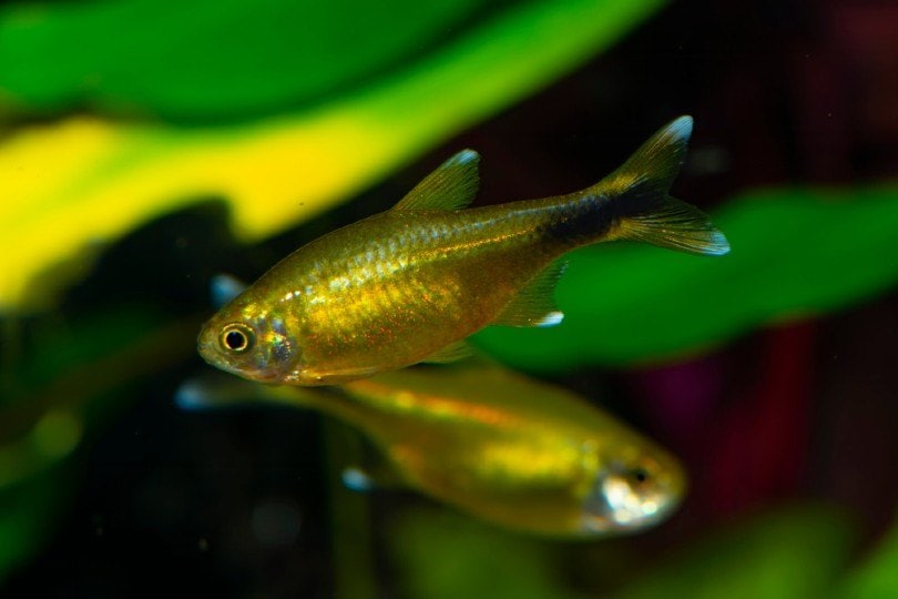 Silvertip Tetra
