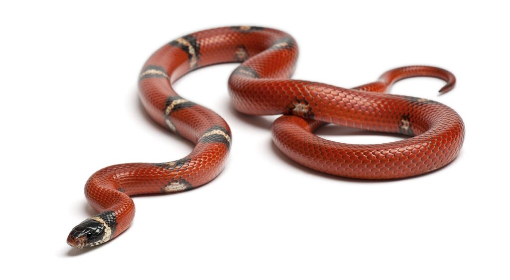 Sinaloan milk snake