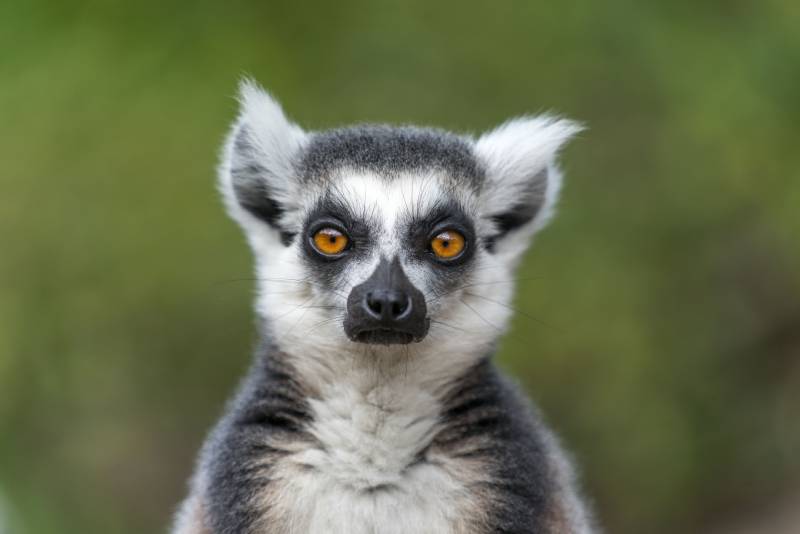 Single Lemur staring directly at camera