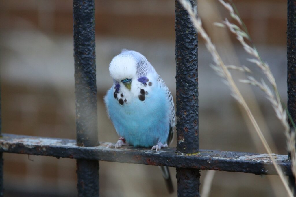 Sky Blue Budgie sleeping