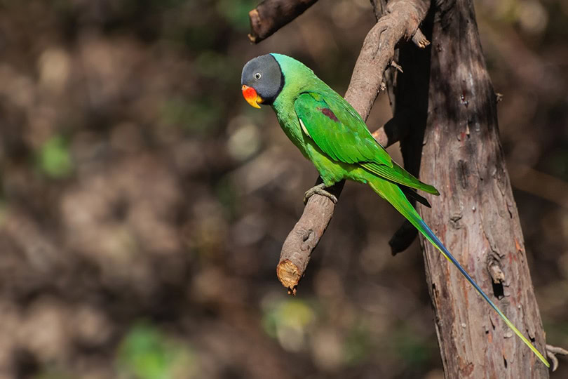 Slaty Headed Parakeet