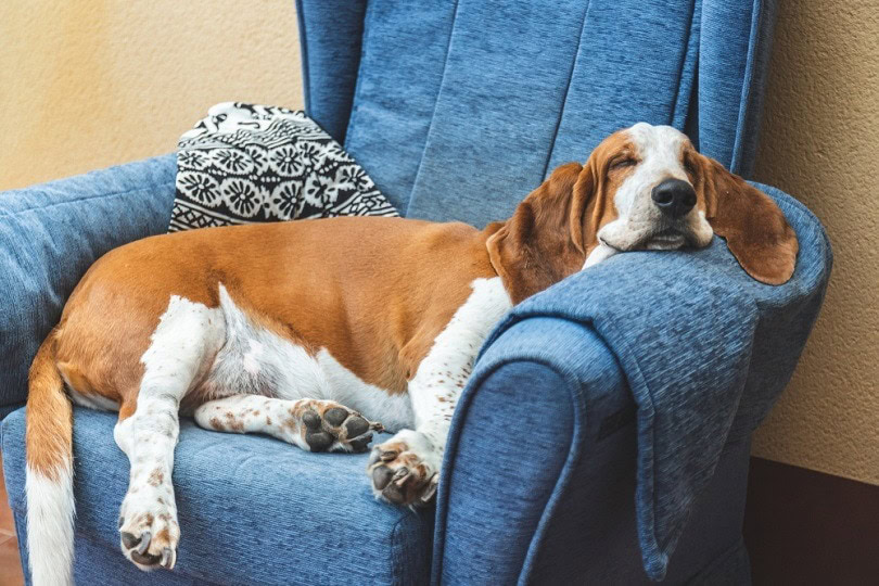 Sleeping-Basset-Hound_Daniel-Myjones_shutterstock