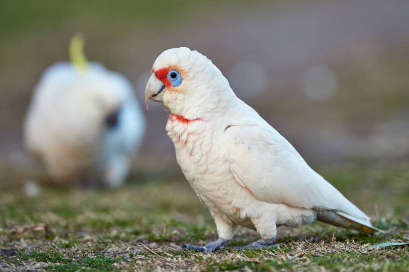 Slender-Billed Corella
