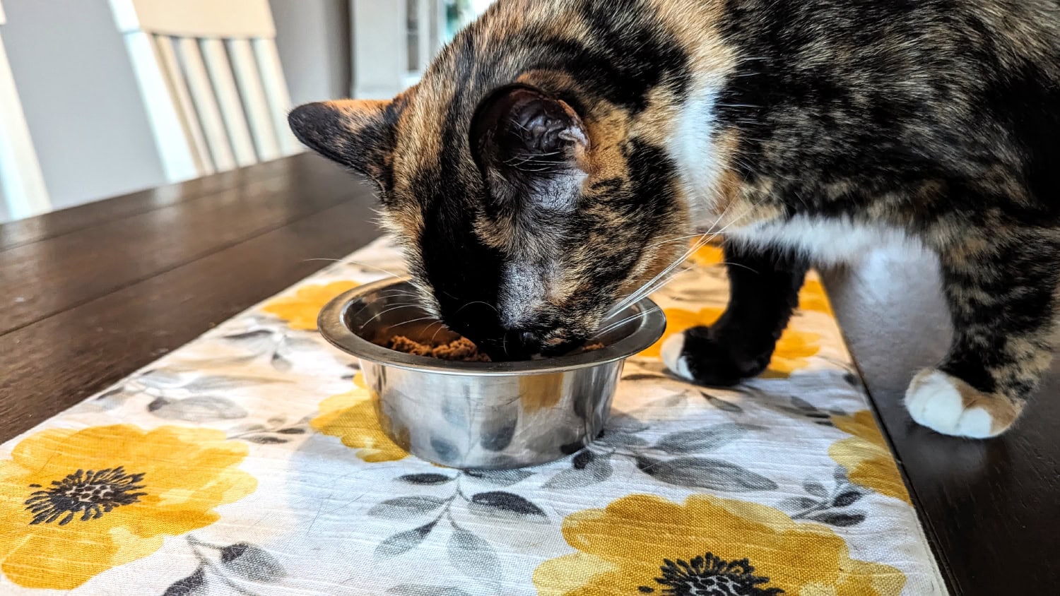 Small Cat Food - cat eating smalls fresh food