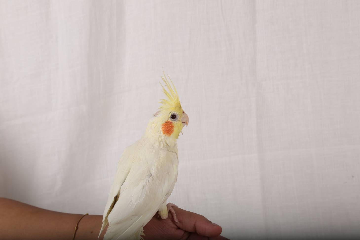 Small Cockatoo side view_syamjith_photography_Shutterstock