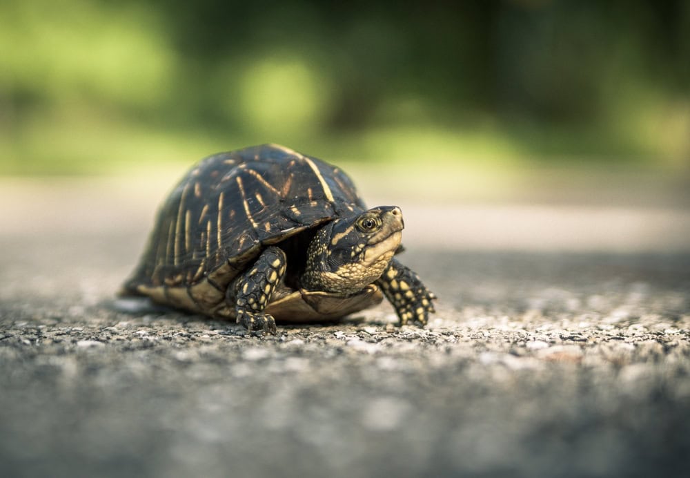 Small Florida Box Turtle Moving Slowly across the road