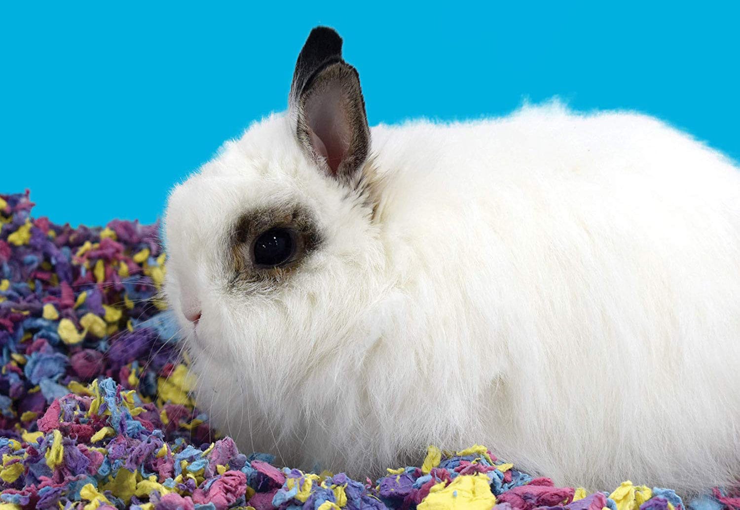 Small Pet Bedding-Carefresh-Amazon