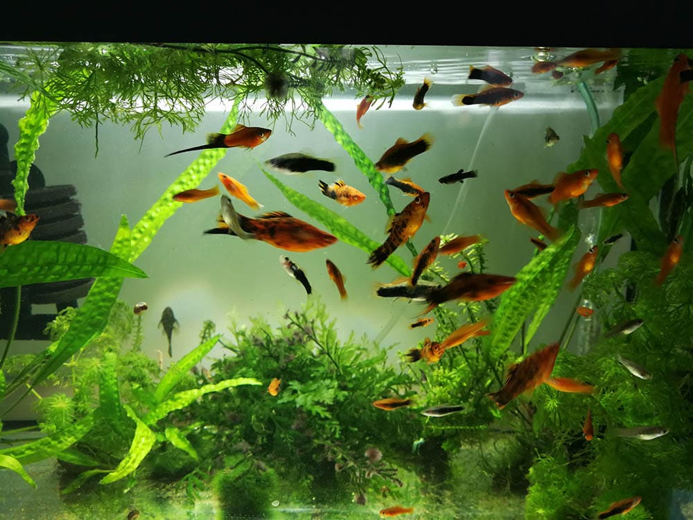 Small aquarium with fish