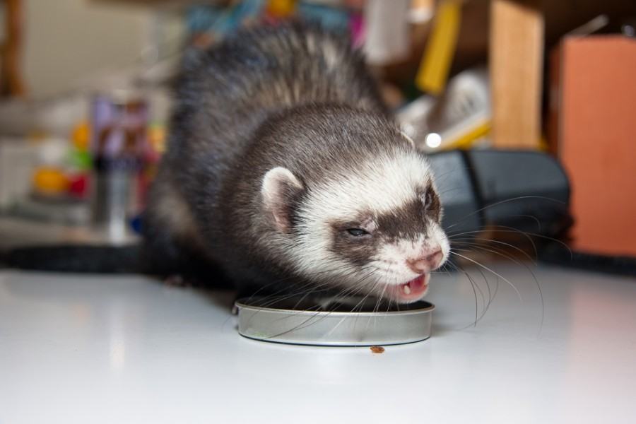 Small female ferret eating briquette