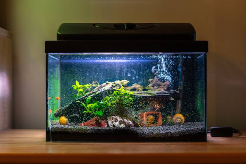 Small fish tank aquarium with colourful snails and fish at home on wooden table