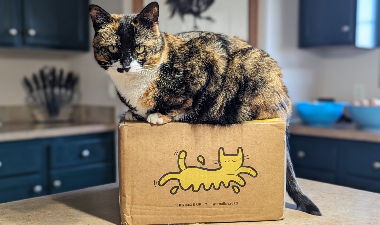 Smalls Cat Food - cat sitting on the box