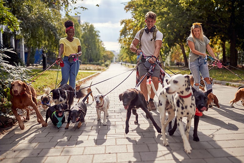 Smiling professional dog walker in the street with lots of dogs
