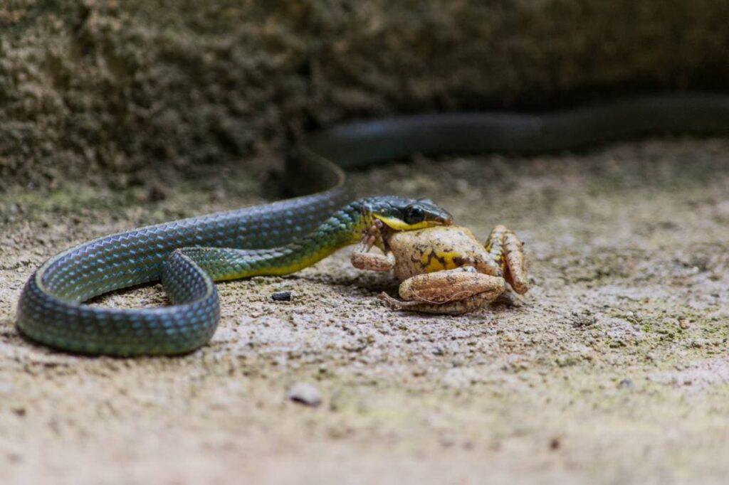 Snake Eating frog_Mari Nuffer_Shutterstock
