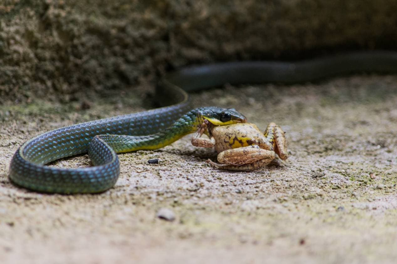 Snake Eating frog_Mari Nuffer_Shutterstock