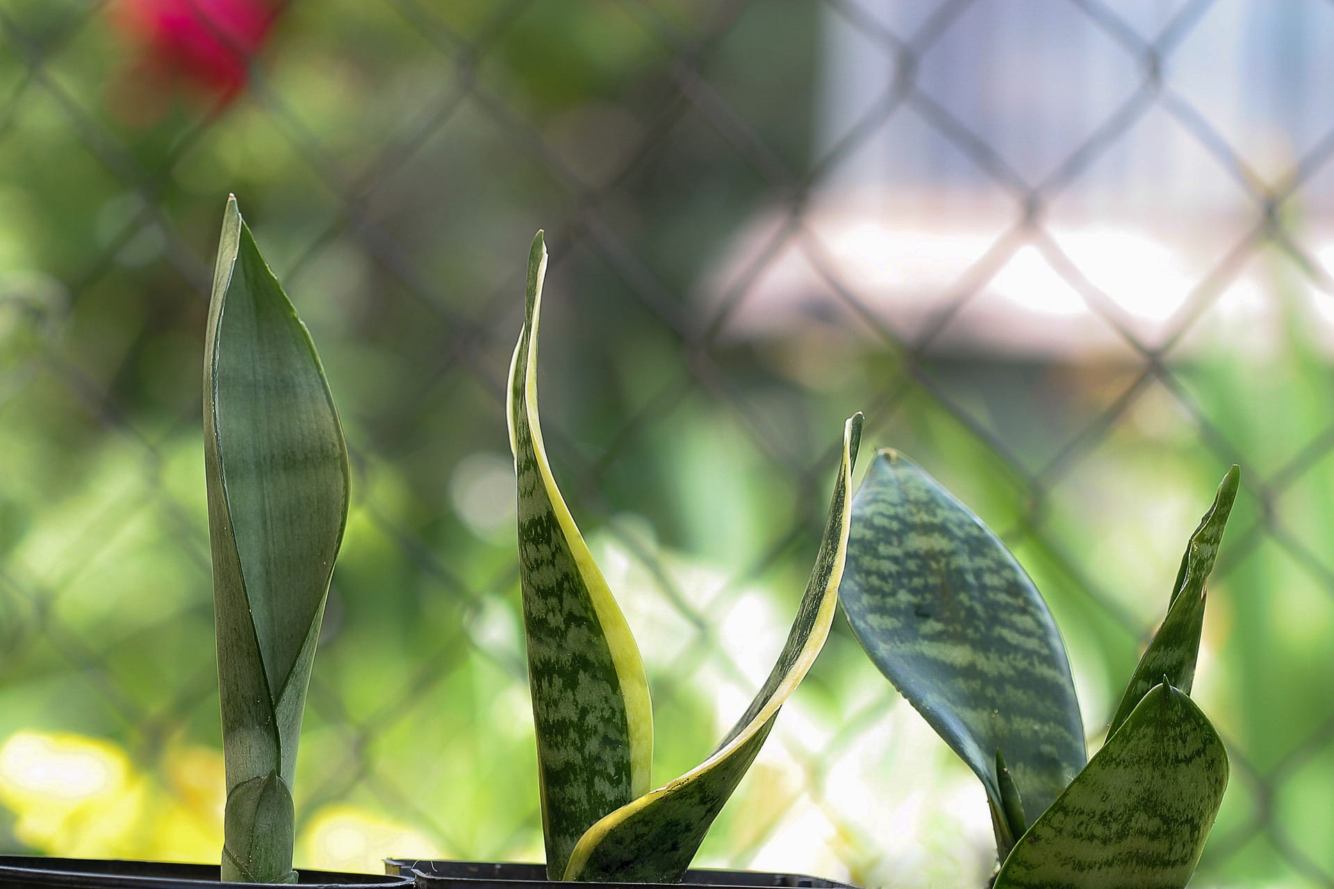 Snake Plants