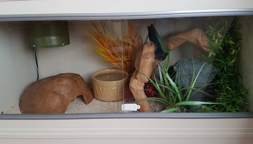 Snake Tank Empty_ Deb Davis_Shutterstock