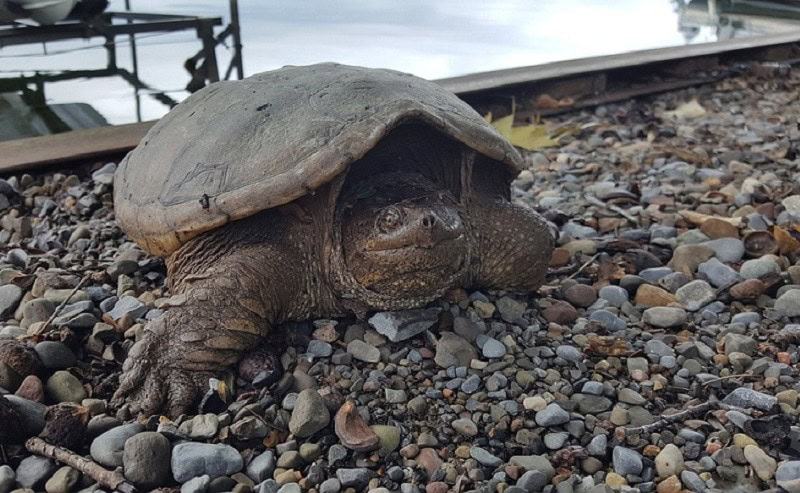 Snapping Turtle Lake