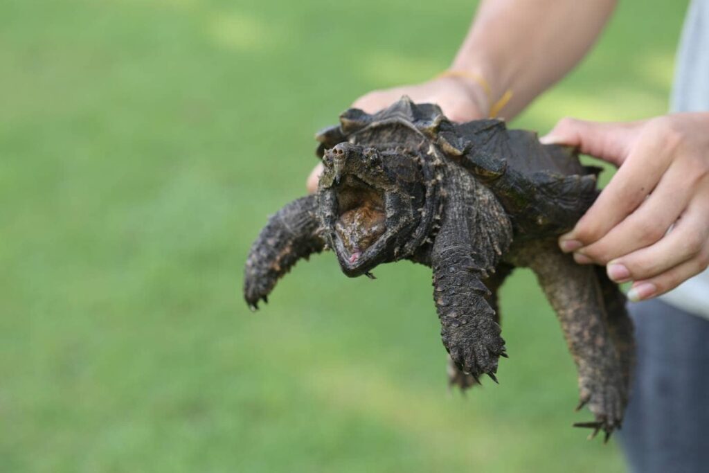 Snapping Turtle