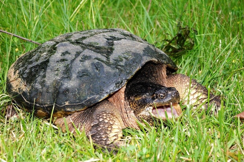 Snapping turtle