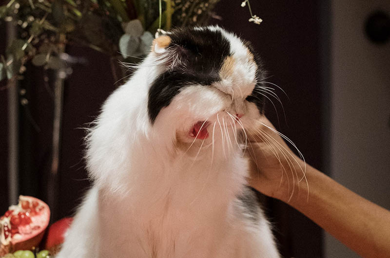 Sneezing Calico Cat while being Pet