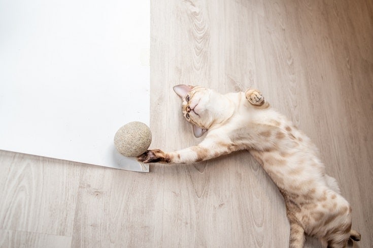 SNOW Bengal cat playing with catnip ball