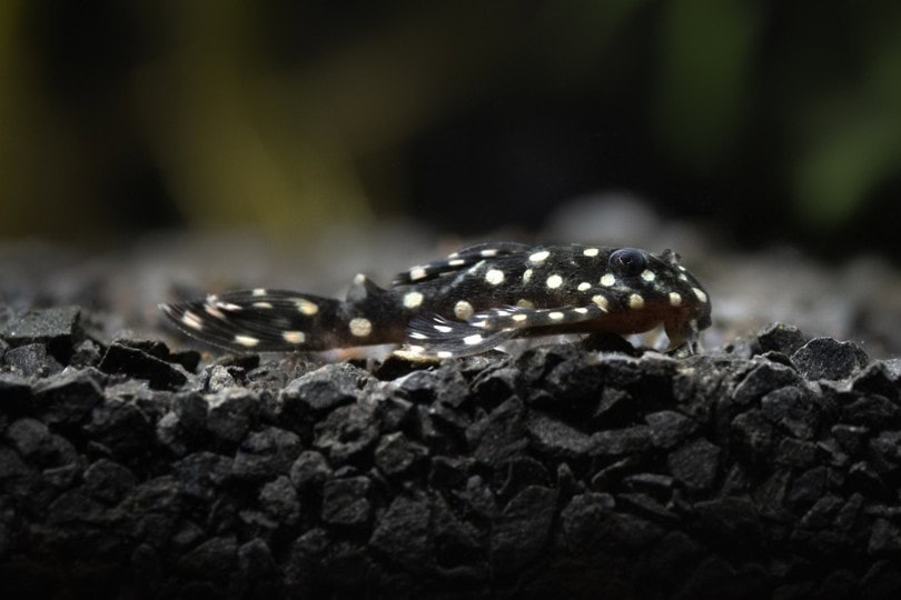Snowball Pleco