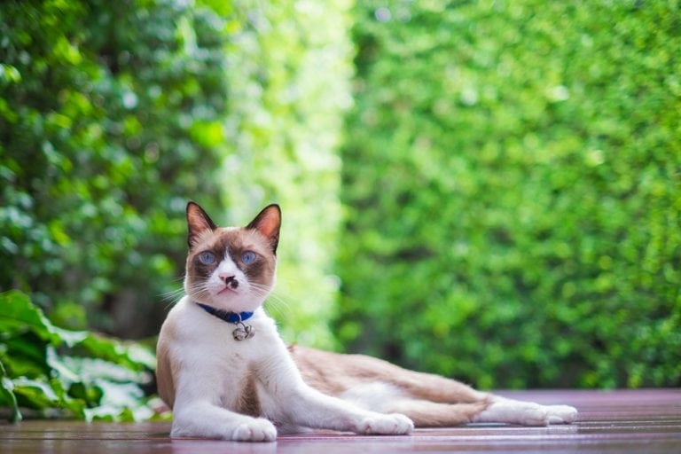 Snowshoe-Siamese-in-the-garden_Shutterstock_Tawach