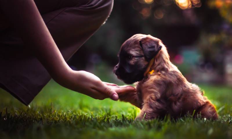 Soft Coated Wheaten Terrier Puppy playing at home