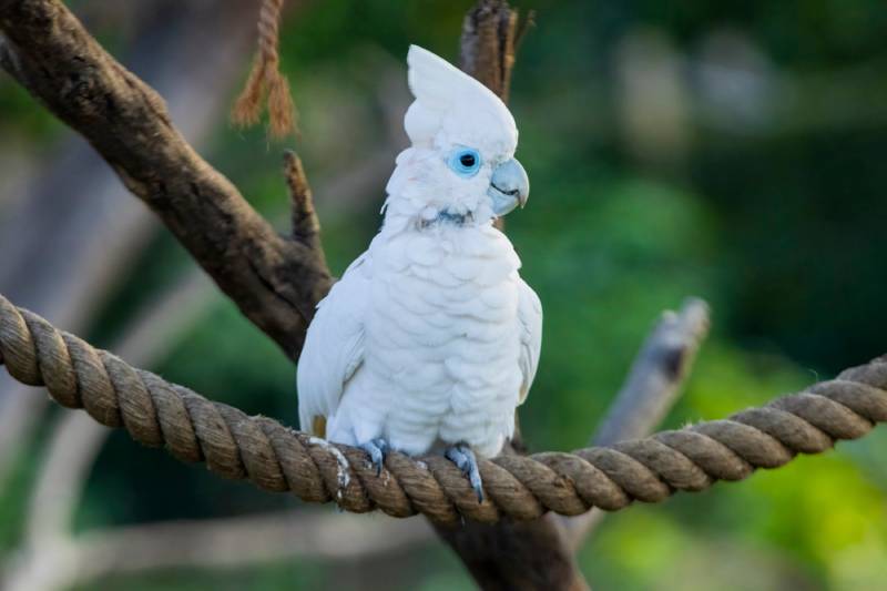 Solomons Cockatoo