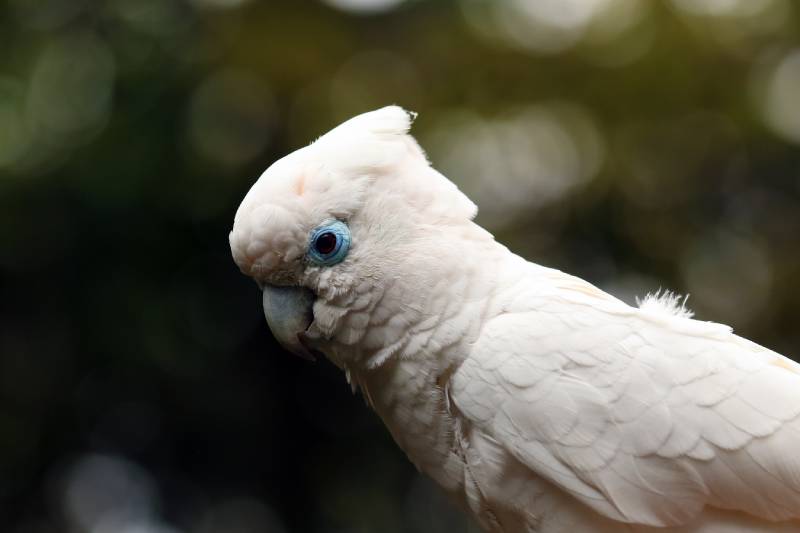 Solomons cockatoo