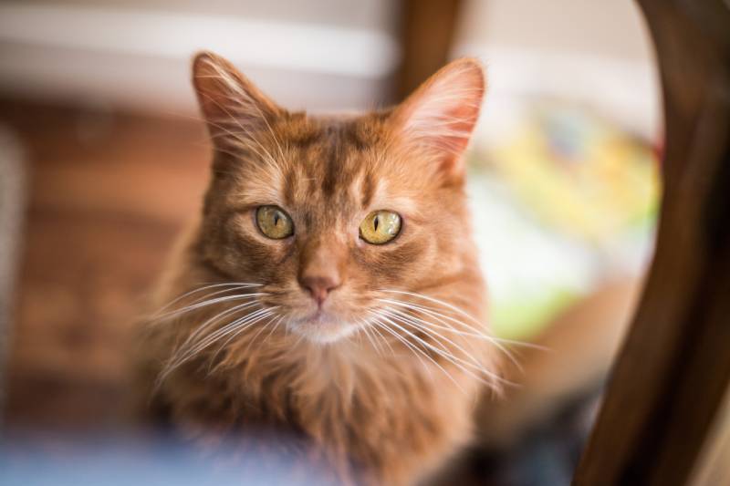 Somali cat sitting