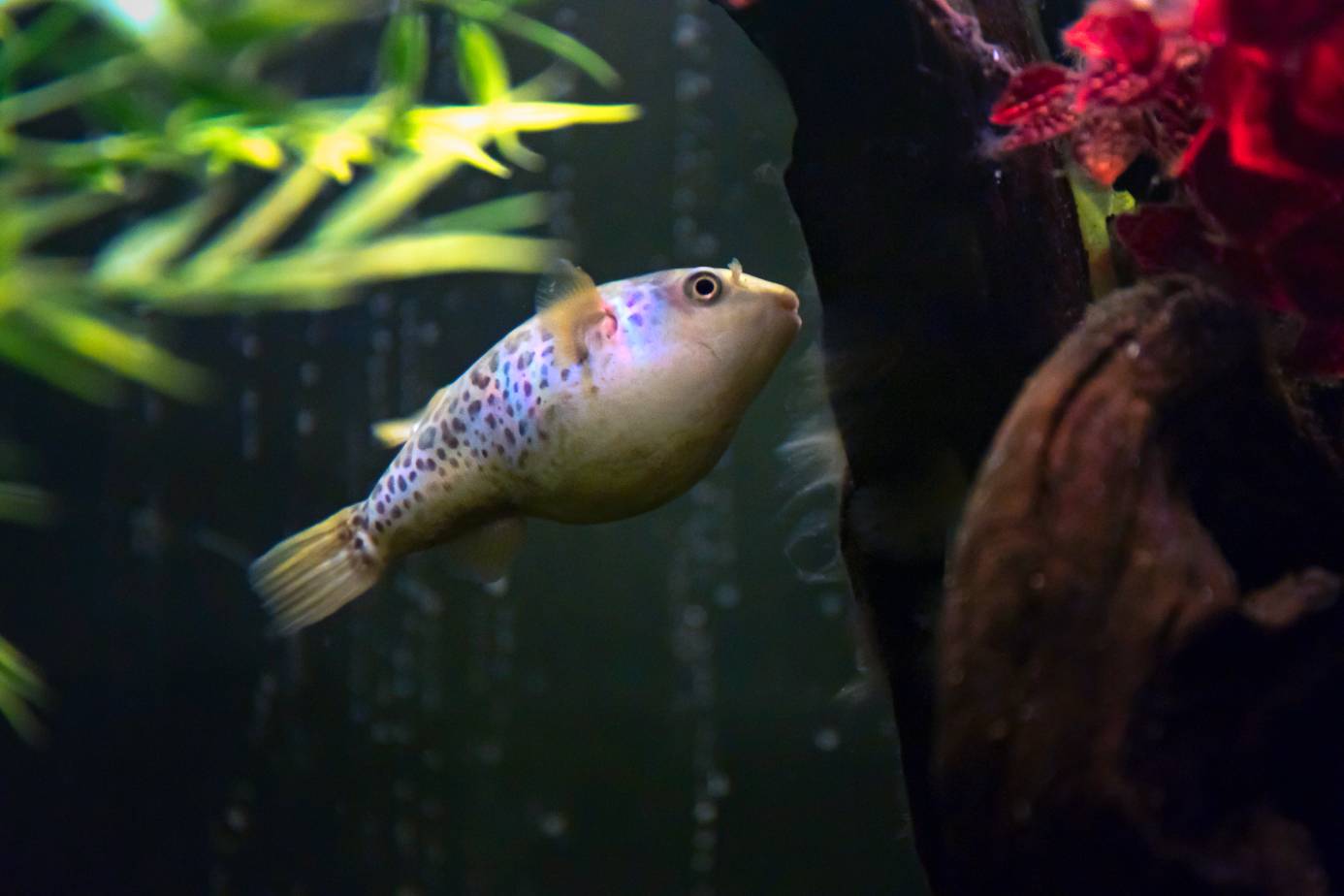 South American Puffer