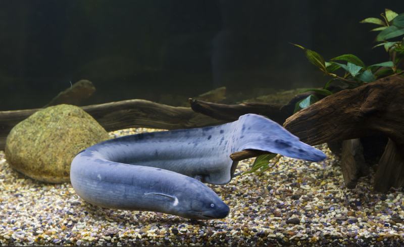 South american lungfish Unique ancient lungfish