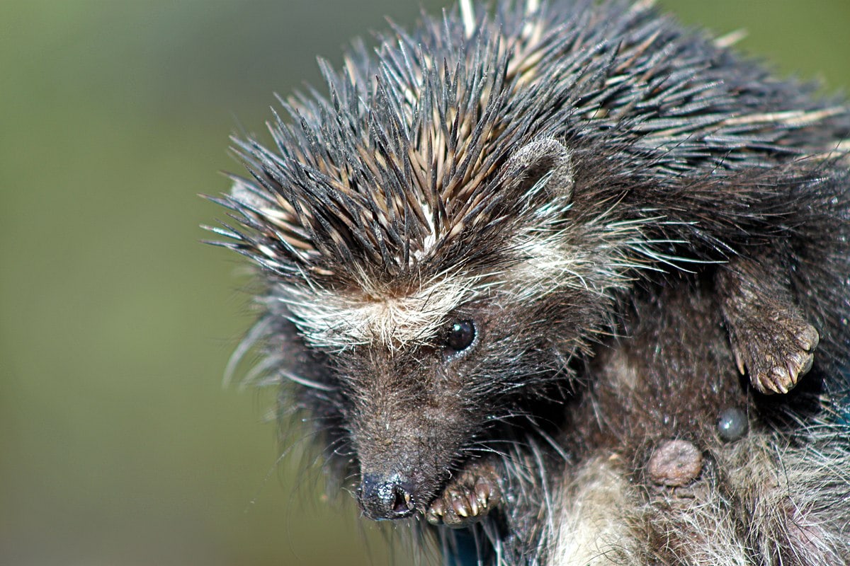 Southern African Hedgehog Atelerix frontalis (6870692019)