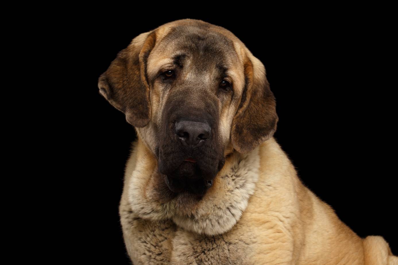 Spanish Mastiff