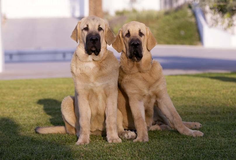 Spanish Mastiffs
